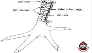 Vảy Gà Vấn Cán: Khi Nào Thực Sự Tốt và Khi Nào Không?